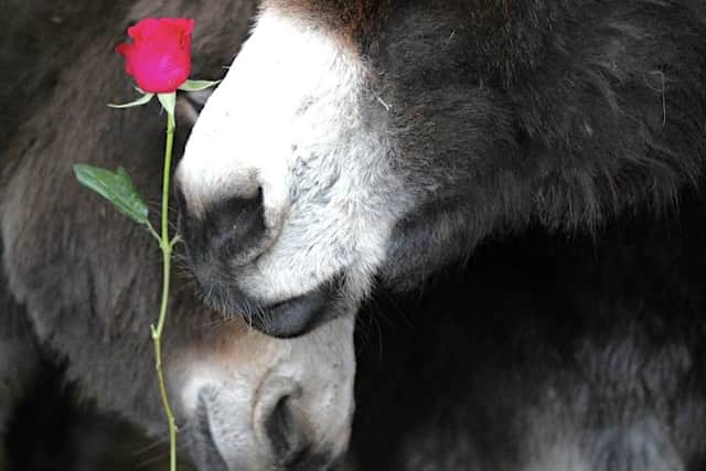 Severn Valley Donkey and Dog Rescue is hosting special Valentine's Day mornings with its animals. Photo: Tom Ball.