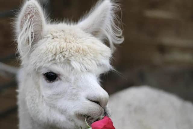 Severn Valley Donkey and Dog Rescue is hosting special Valentine's Day mornings with its animals. Photo: Tom Ball.
