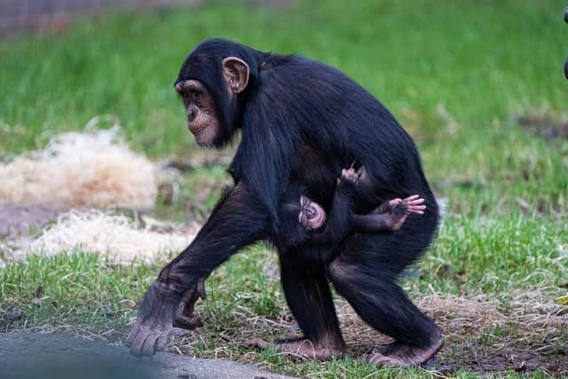 Older sister, Stevie gives mum ZeeZee a helping hand with the new baby boy