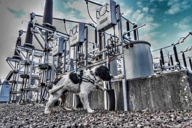 Meet the sniffer dog who helps find energy leaks deep underground and ...
