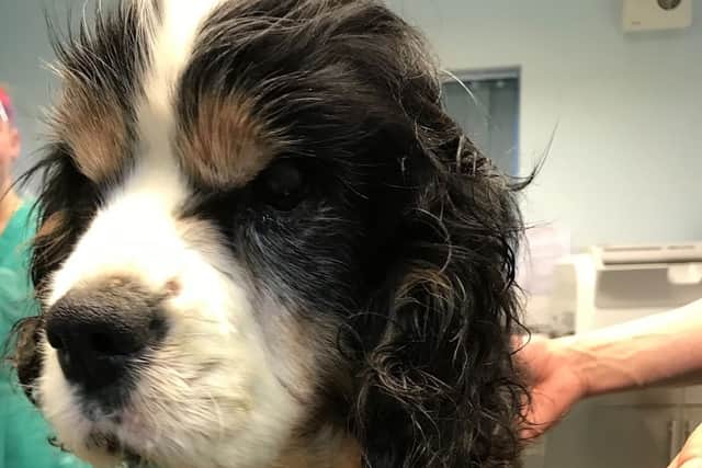 Teddy the dog found deaf and blind