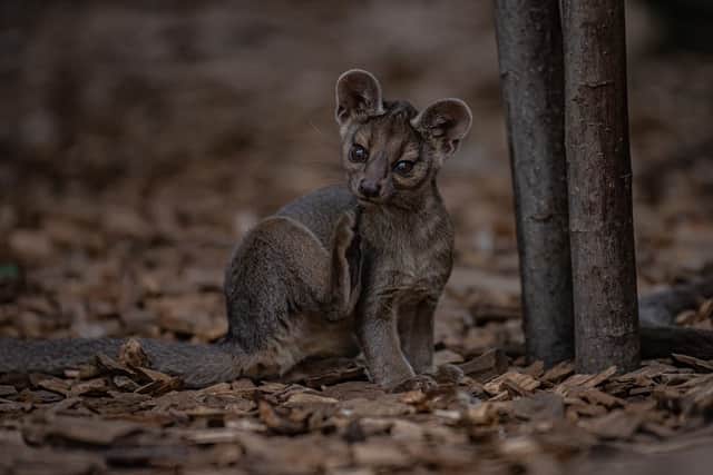 A baby fossa