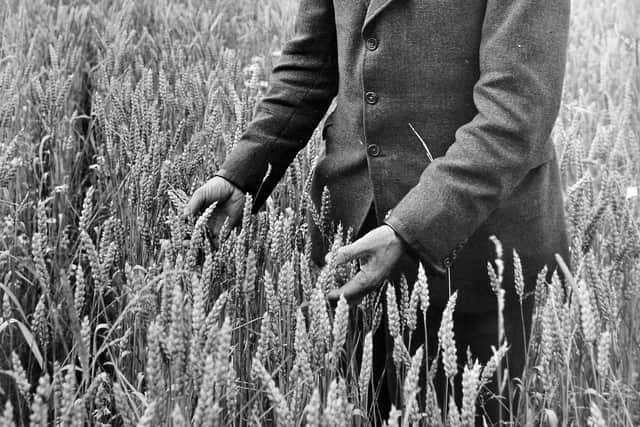 Sam inspects the chemical-free crop.