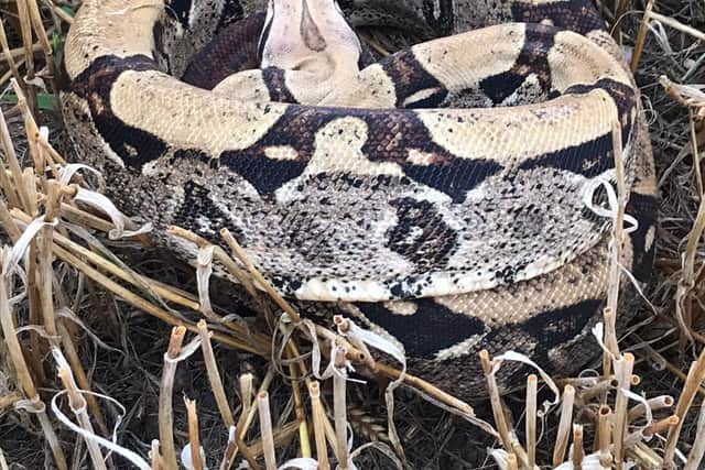 The snake was found in a field near Baschurch five days after another boa constrictor was discovered. Photo: Andy Bucknall