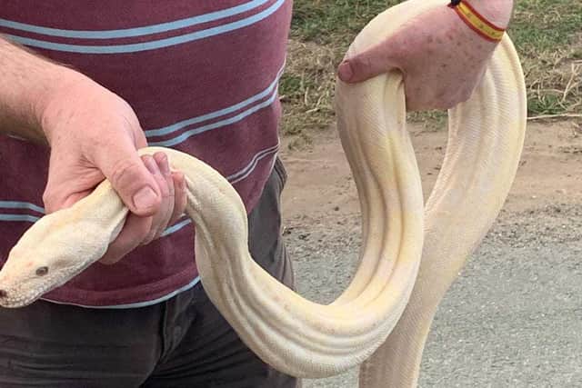 The albino boa rescued on Saturday
