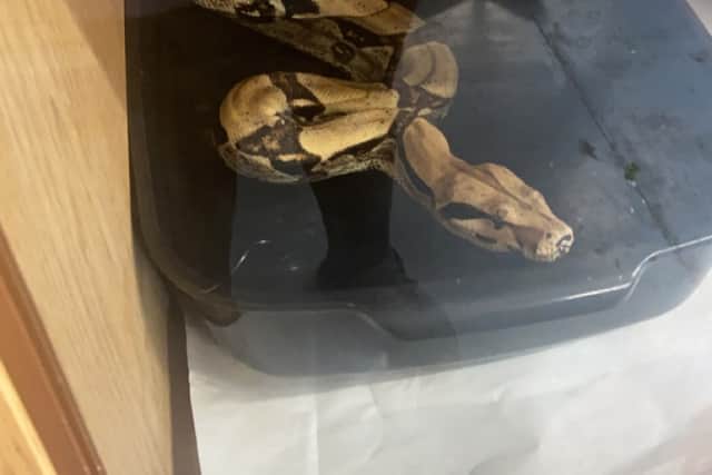 The boa constrictor at Abbie's Pets and Exotics after it was handed in. Photo: Abbie's Pets and Exotics