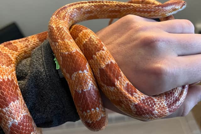 The corn snake after it was picked up in Pontesbury