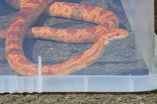 The corn snake after it was picked up in Pontesbury