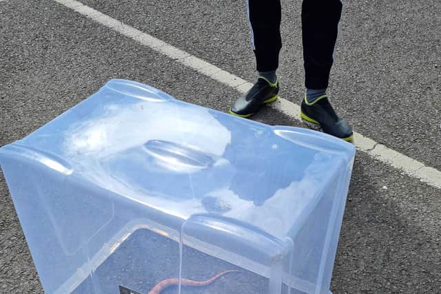 The corn snake after it was picked up in Pontesbury