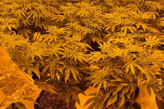 Cannabis farm suspect appears in court after plants worth £100,000 are ...