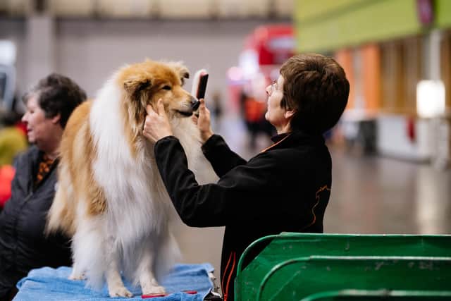 Owners take the time to brush and preen their dogs before their events