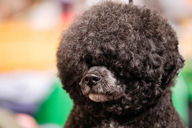 There was a wide range of looks for those dogs entering the breeding competitions