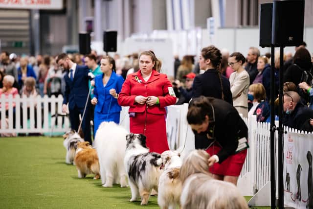 Participants and their owners get ready for one of the competitions