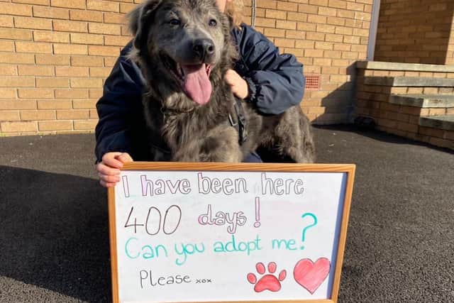 Appeal to find dog a forever home after 400 days in RSPCA centre