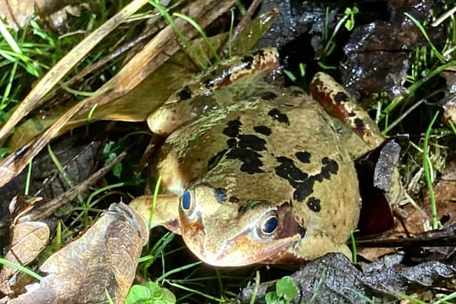 One of the toads helped across the road this week