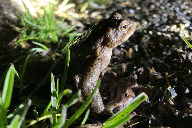 One of the toads helped across the road this week
