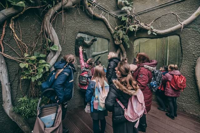 Chester Zoo is releasing 30,000 free tickets to school children to help them learn about the natural world