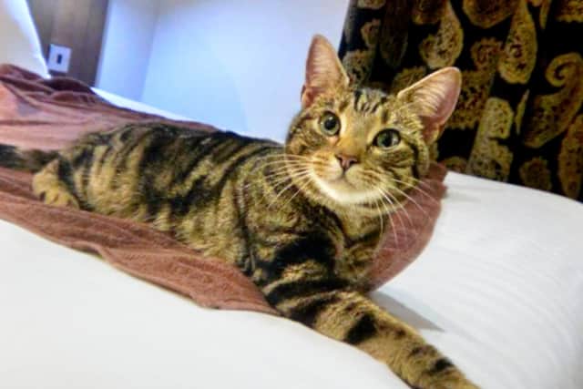 Cleo enjoyed the high life at Nant Ddu Lodge Hotel in Merthyr Tydfil