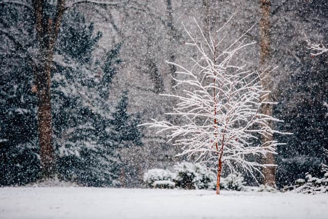 Apley Woods in Telford