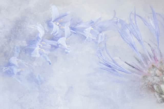 A Touch of Blue by Fran Hartshorne