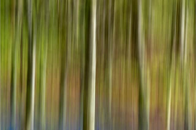 Bluebell Wood by Mick Richardson