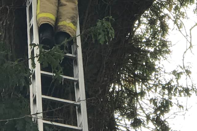 Ruben being rescued from the tree