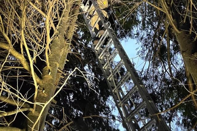 Vasa had to be rescued with the use of a ladder