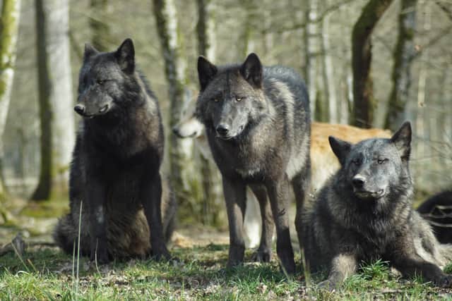 Fancy some of these in your back garden?