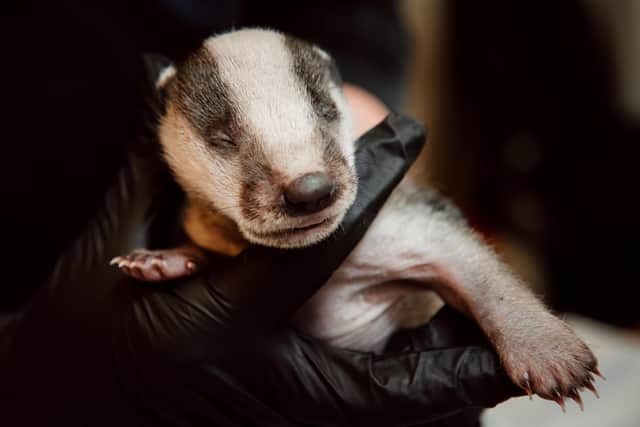 A badger cub at Cuan Wildlife Rescue