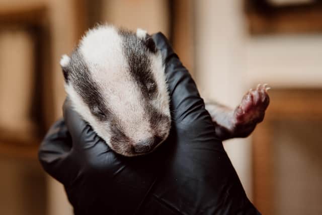 A badger cub at Cuan Wildlife Rescue