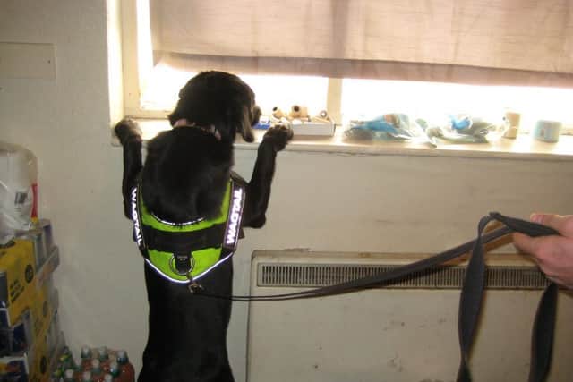 A sniffer dog in action. Photo: Shropshire Council