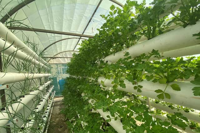Crops growing in Jordan