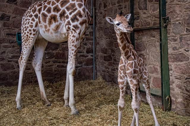 A rare baby giraffe has been born at Chester Zoo