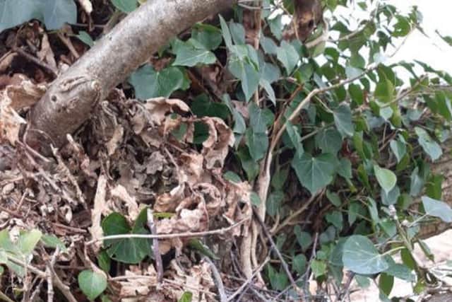 Eggs in a nest in the tree
