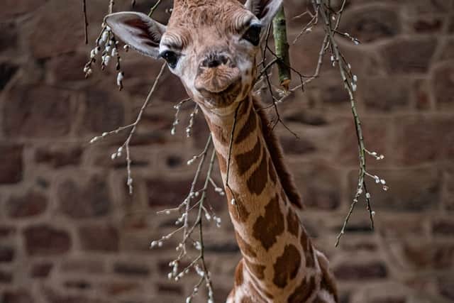 A rare baby giraffe has been born at Chester Zoo