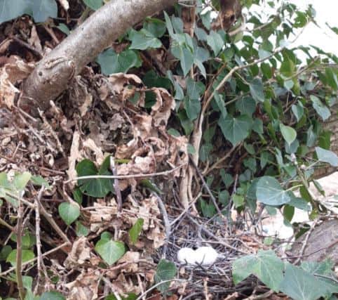 Eggs in a nest in the tree