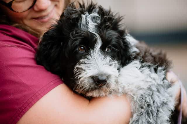 Digby the dog needs life-saving treatment