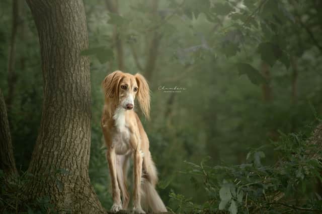 "Silent Sentinel"