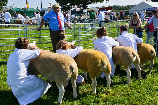 Sheep judging at Minsterley Show – this is the 2015 event.