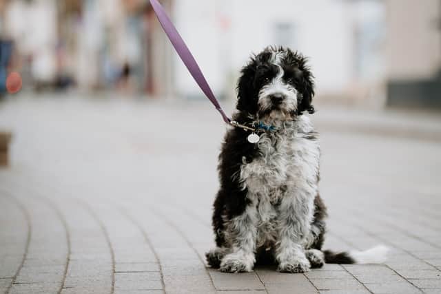 Digby the dog