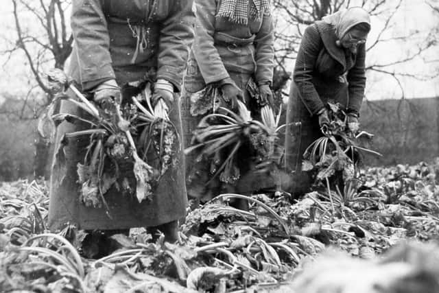 Sugar beet workers at Wroxeter in November 1961. The caption reads: 'A familiar sight at this time of the year are the beet pullers. Well muffled against the wind, wearing boots, and with sacks strung around their waists as a protection against the clinging soil, it's a necessary labour in order to provide us with the choice... 'one lump or two?' The workers (pictured) were seen at Wroxeter.' 