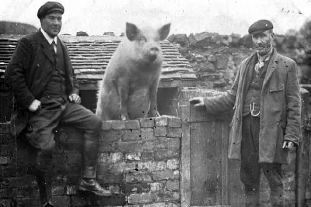 This picture is from the archives of Ironbridge Gorge Museum and is said to be the original picture of the Dawley pig on the wall. on the left, Ernest Fletcher, landlord of the Unicorn pub at Little Dawley, and on the right, John Price of the Manor Farm, Little Dawley, with Percy the pig