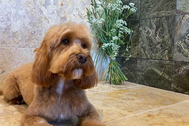 Freddie after grooming