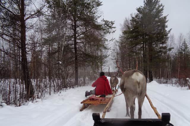 Reindeer safari