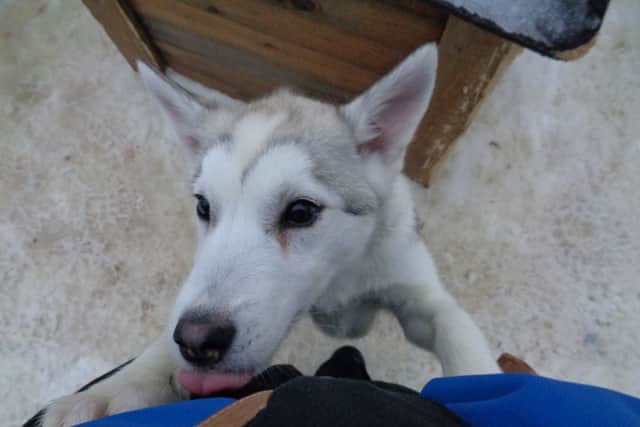Meeting the mischievous husky puppies
