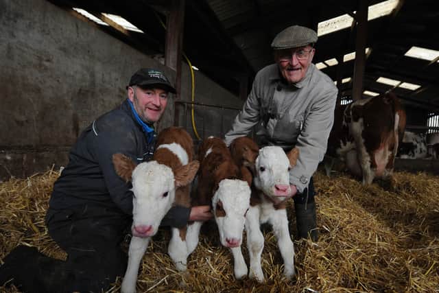 Farmer Ben Beddoes, with the three calves born on Tuesday, and his father Michael.