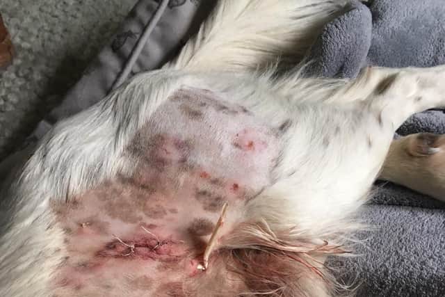 The injured dog