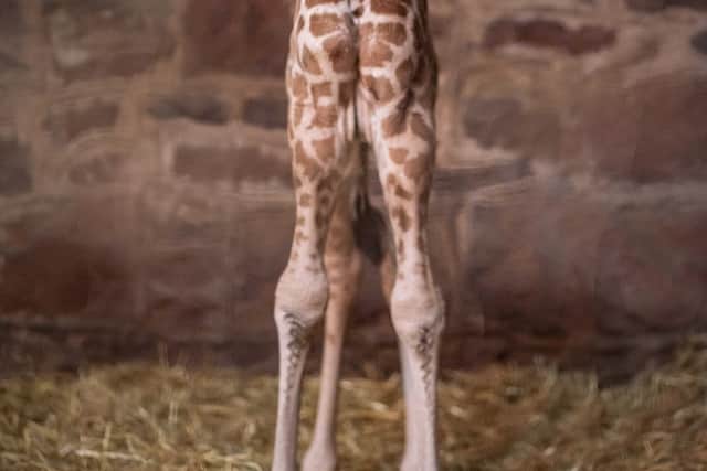 Look who just dropped in! Cameras capture the incredible moment a rare giraffe calf is born at Chester Zoo