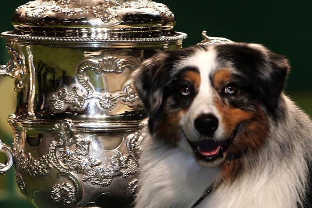 Crufts Best in Show winner, Chance (aka - Caitland Isle Take a Chance) the Australian shepherd, of California, U.S. sits with the trophy at the National Exhibition Centre in Birmingham, in 2006