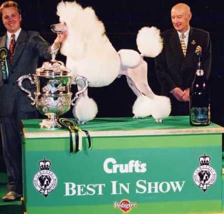 Topscore Contradiction, Poodle (Standard) in 2002. Credit the Kennel Club